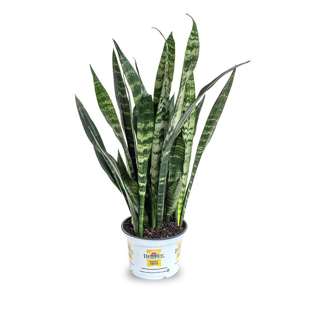 Snake Plants don’t need much to thrive — they do just fine in low light with infrequent watering, so you can take a vacation without worrying about your new plant friend