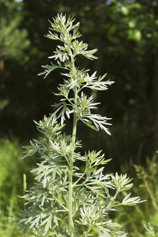 Plants That Keep Wasps Away | Hunker