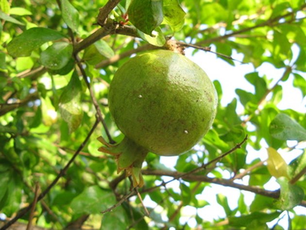 Yellow Leaves on Pomegranate Fruit Tree | Hunker