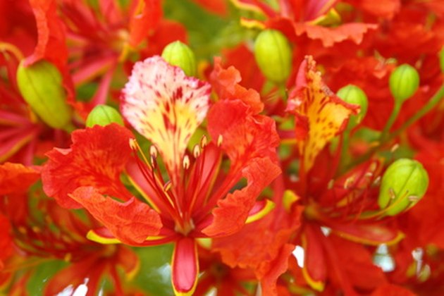 How to Germinate Royal Poinciana Seeds | Hunker