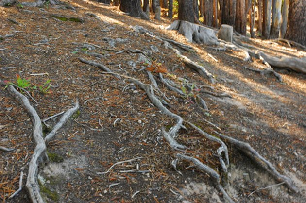 what-type-of-roots-do-apple-trees-have-hunker