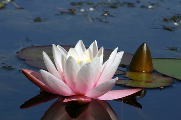 what-do-water-lilies-symbolize-hunker