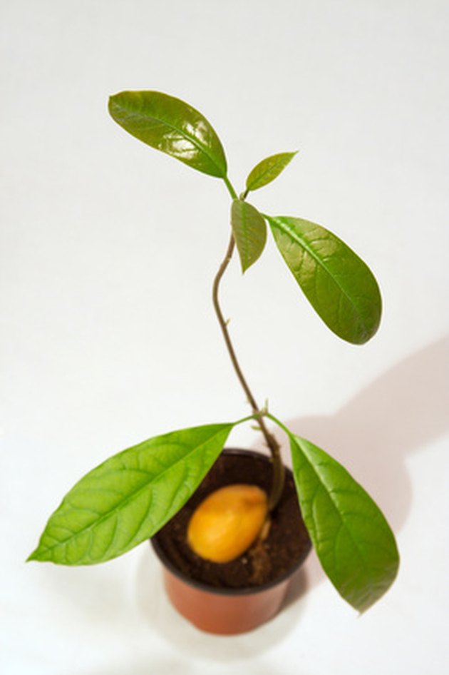 How to Grow Hass Avocado Trees | Hunker