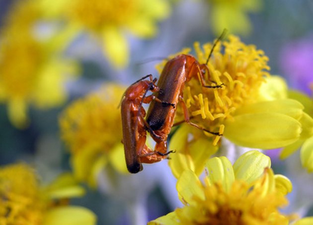 bad-effects-of-insecticide-hunker