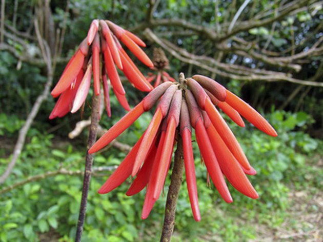 flowers to repel bees