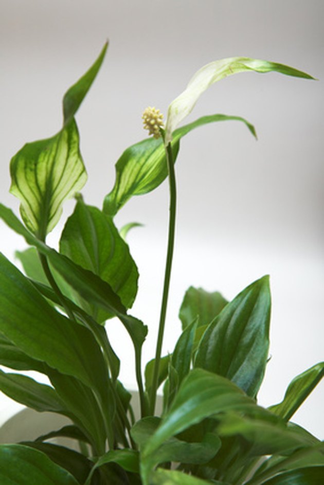 What Do Yellow Spots On My Houseplants Mean Hunker what-do-yellow-spots-on-my-houseplants-mean-hunker