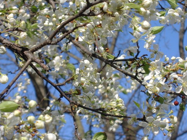 White or Pink Tree Flowers That Bloom in Spring | Hunker