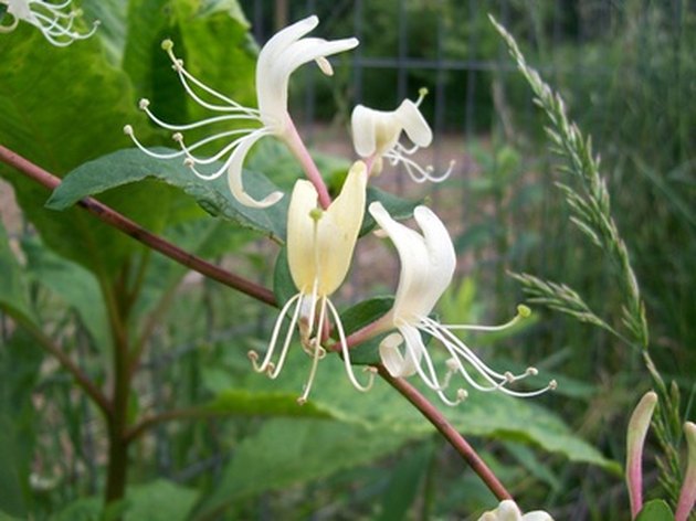 How to Grow Honeysuckle in Pots | Hunker