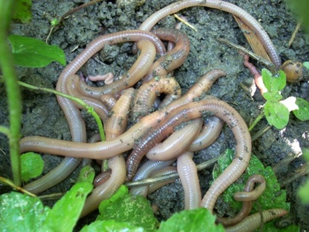 Types Of Worms Found In Soil | Hunker