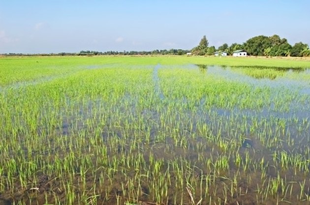 How to Grow Jasmine Rice | Hunker