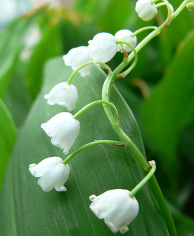 flowers-that-live-in-the-deciduous-forest-hunker