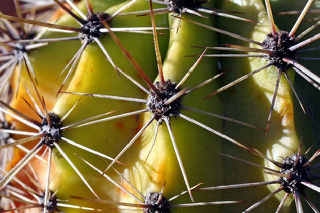 What Are the Different Types of Cacti Living in Mexico ...