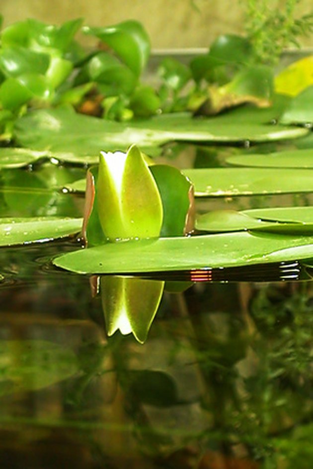 water-lilies-root-structure-hunker