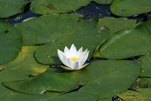 10 Freshwater Lake Plants | Hunker