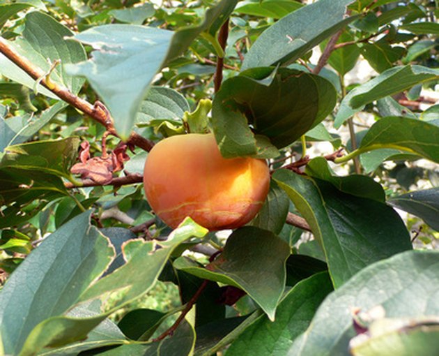 Wild Fruit Trees In Kentucky Hunker