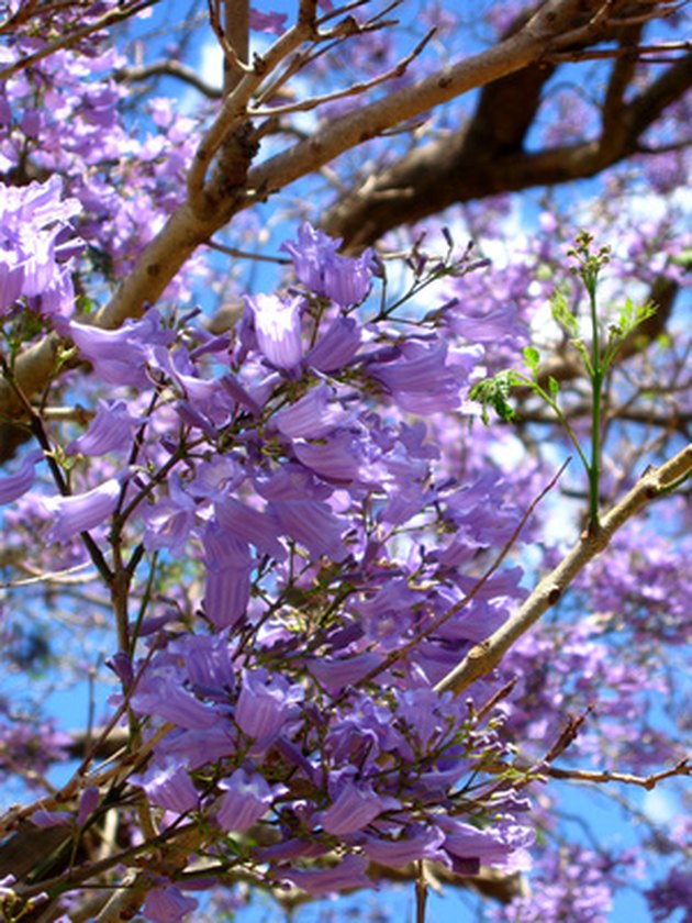 purple tree with pink flowers