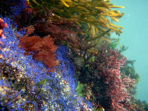 marine-ecosystem-animals-and-plants