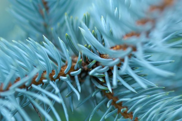 buy blue spruce seedlings