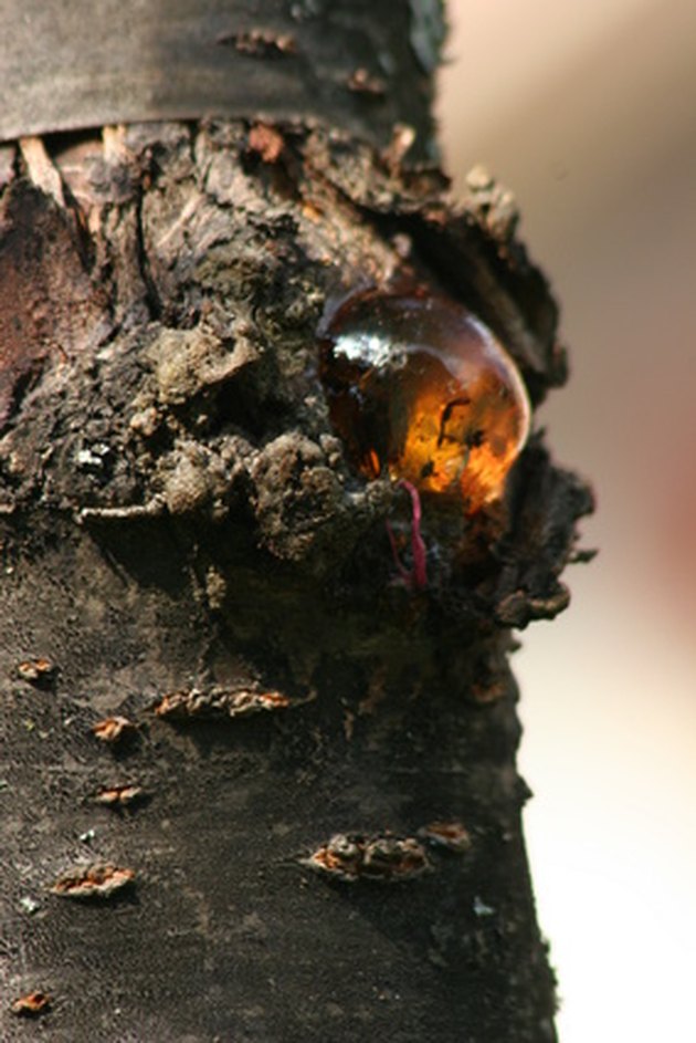 what-to-use-to-get-tree-sap-off-vinyl-siding-hunker