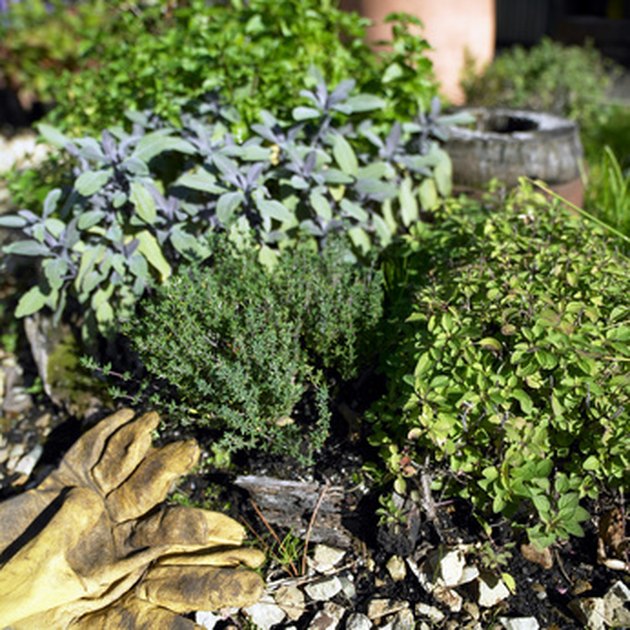 What Are the Plants for a Gopher Repellent? Hunker