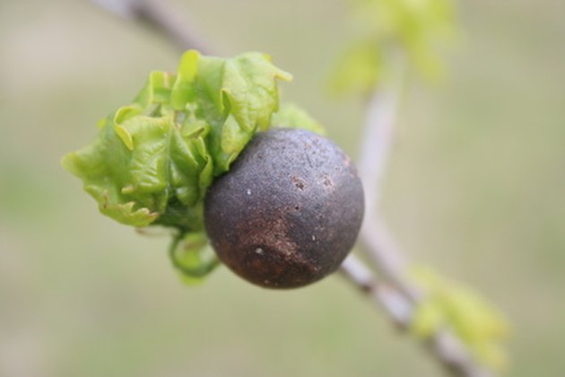 tree with tiny purple berries