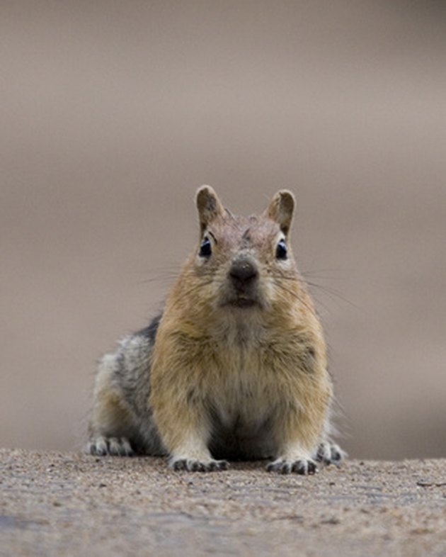 Repelling Squirrels with Peppermint Oil | Hunker