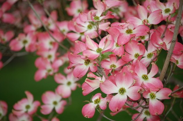 Colors of Dogwood Trees | Hunker