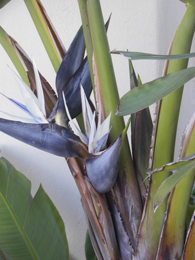 How to Split a Giant White Bird of Paradise Plant | Hunker