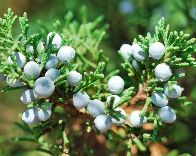 How to Identify Juniper Cedar Cypress Trees | Hunker