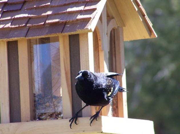 How to Keep Cats Away From Bird Feeders | Hunker