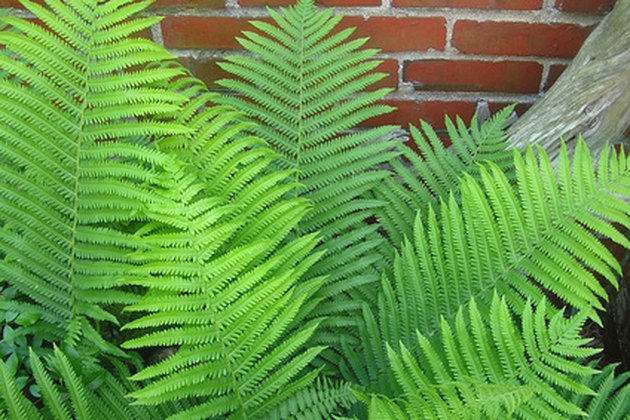 Outdoor Plants That Don't Require Full Sunlight | Hunker