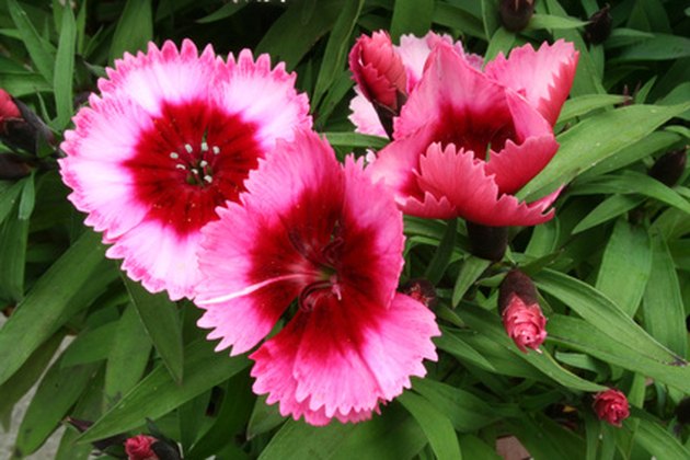 How to Deadhead Dianthus Flowers | Hunker