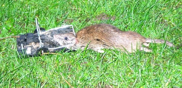 how-to-kill-a-rat-with-peanut-butter-hunker