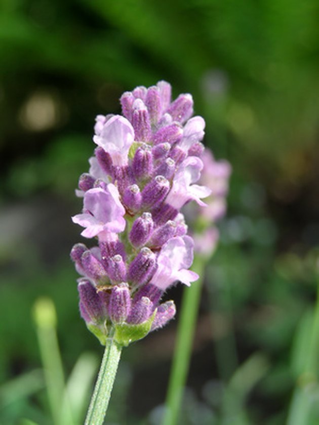 if-your-lavender-plant-is-partially-dead-do-you-cut-off-the-dead-part