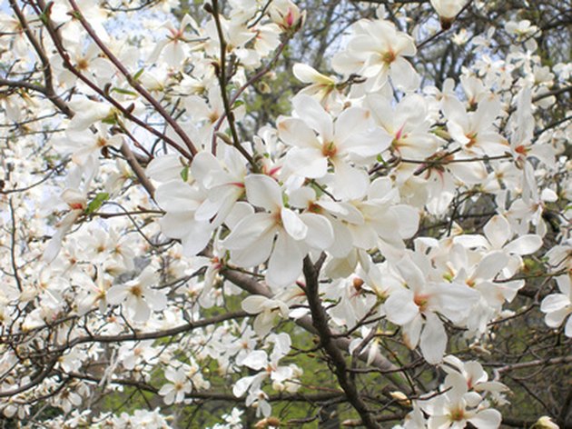 flowers-that-grow-on-trees-hunker