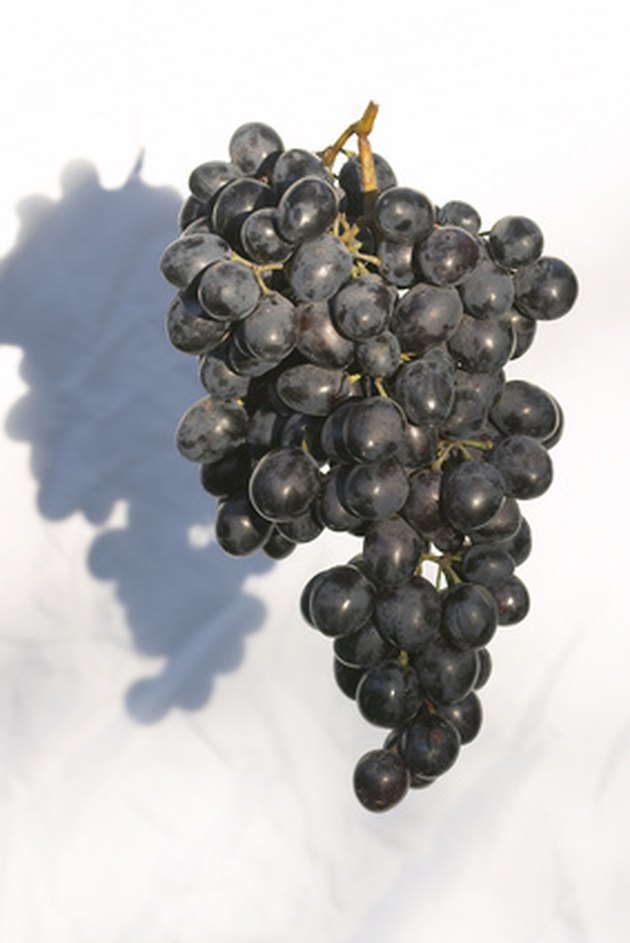 concord grape vine diseases