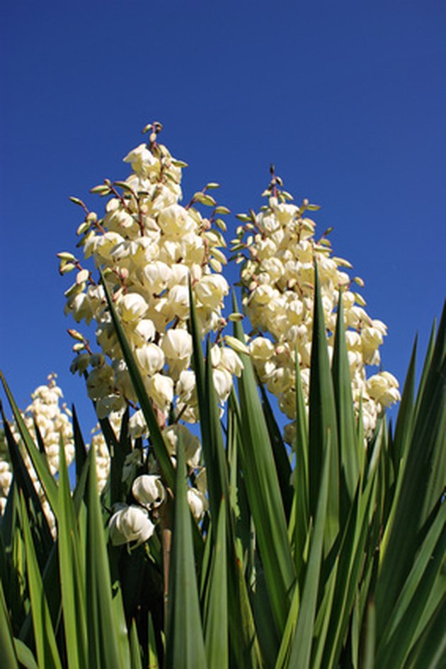 How To Care For My Outdoor Yucca Plant | Hunker