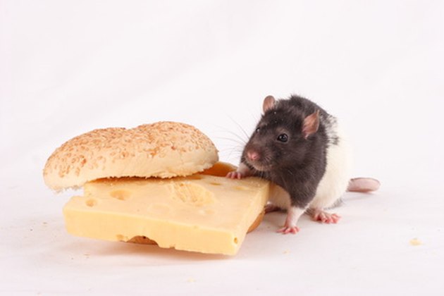 how-to-kill-a-rat-with-peanut-butter-hunker