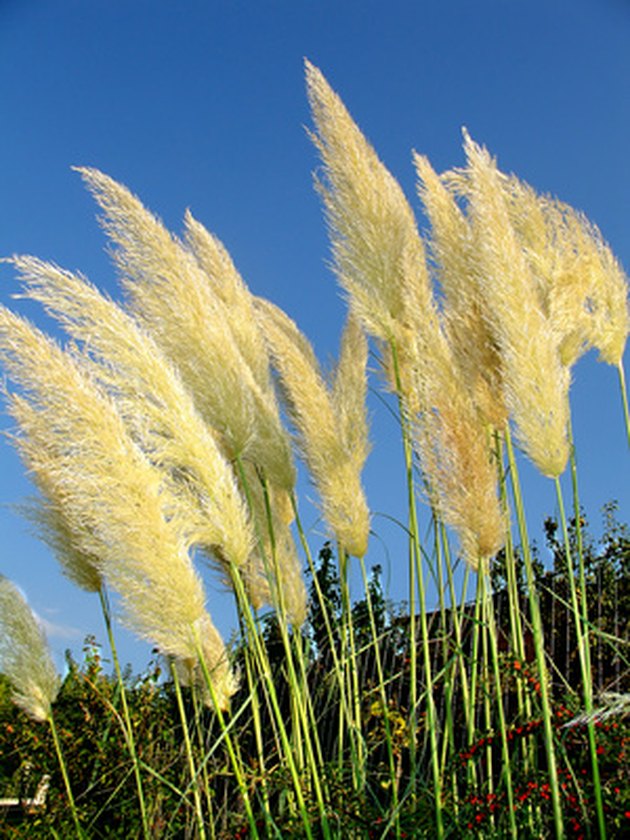 How to Grow Pampas Grass in Containers | Hunker