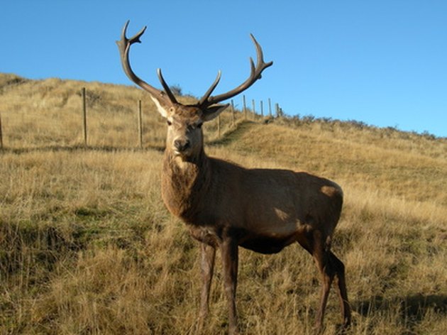 how-to-clean-or-stain-deer-antlers-hunker