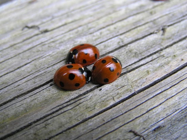 How to Get Rid of Little Brown Lady Bugs | Hunker