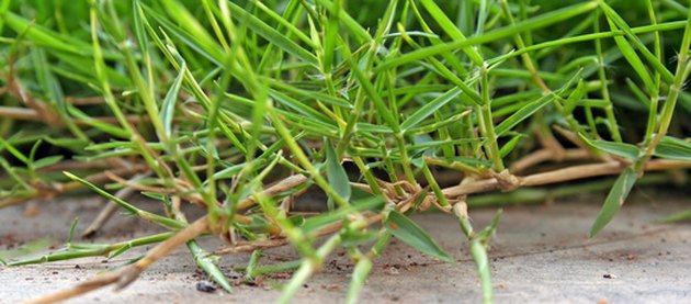 Types of Carpet Grass | Hunker