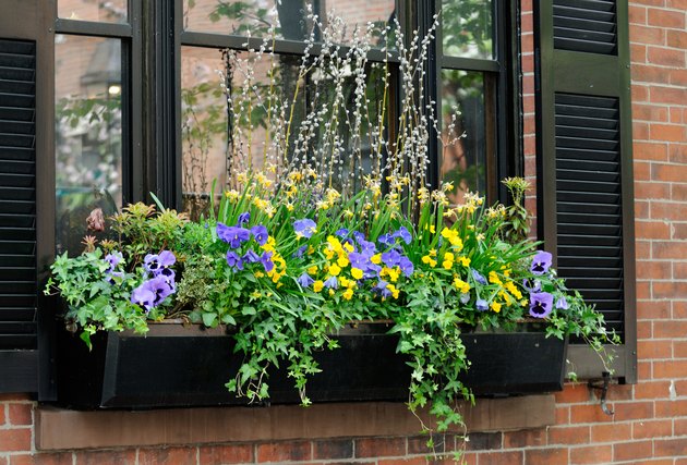 Elegant window box with purple pansies