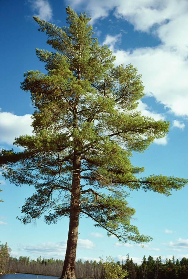 Pine tree, Canada