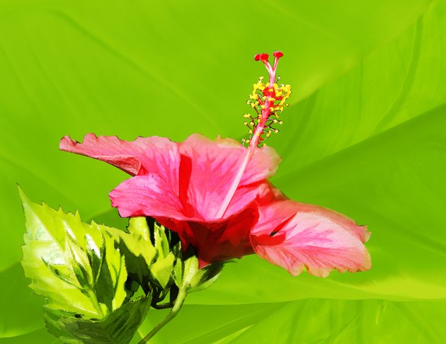 Close-up of a hibiscus flower