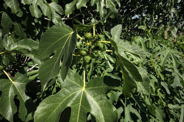 Fig Tree