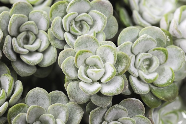 Sedum spathulifolium 'Cape Blanco' plant as background
