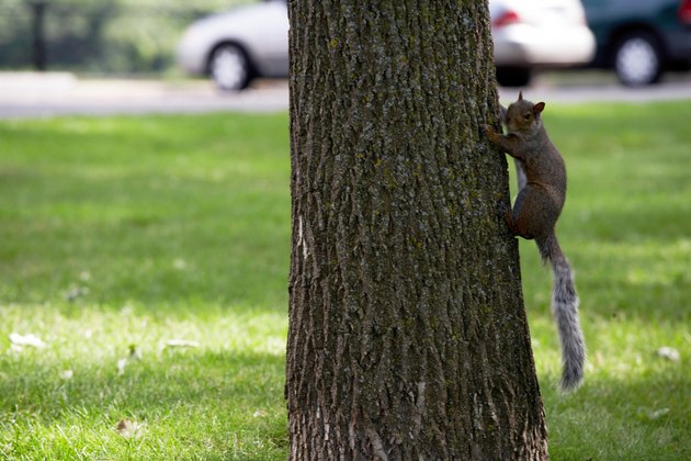 Gray squirrel climbing tree in park