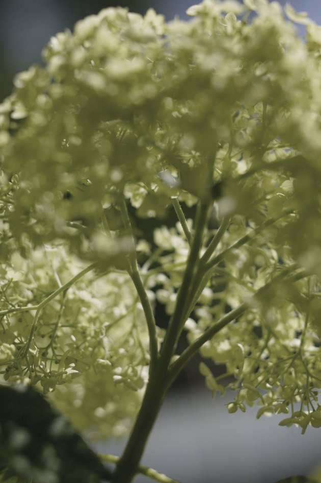 Hydrangea plant