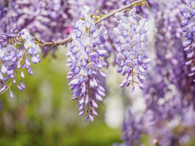 Spring flowers series, purple Wisteria